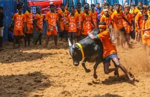 Jallikattu Harvest Festival Wallpaper