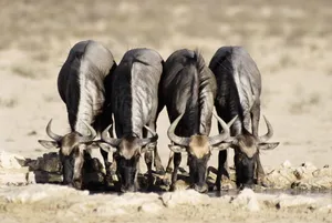 Jallikattu - Traditional Bull-taming Event In Tamil Nadu Wallpaper