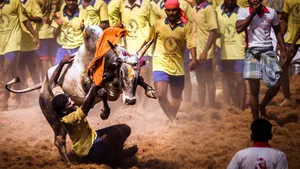 Jallikattu Traditional Event Wallpaper