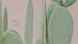 January 2022 Calendar Cactus Close Up Wallpaper