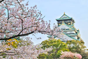 Japan 4k Cherry Blossom Castle Wallpaper