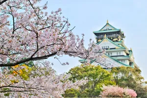 Japan 4k Cherry Blossom Castle Wallpaper