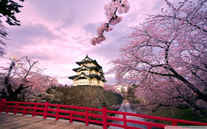 Japan Cherry Blossom Hirosaki Castle Wallpaper