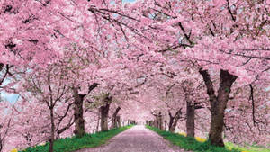 Japan Cherry Blossom Road Green Grass Wallpaper