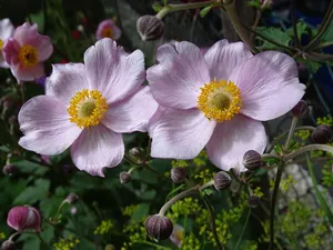 Japanese Anemone Flowers Wallpaper