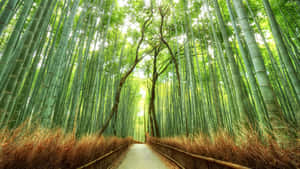 Japanese Bamboo Forest Wallpaper