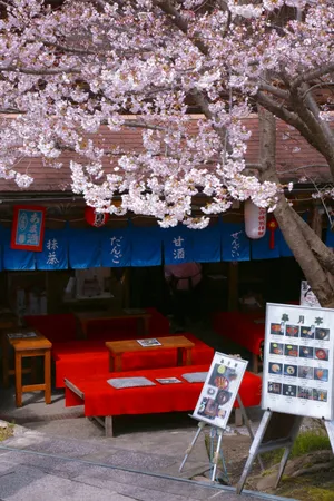 Japanese Cherry Blossoms In April Wallpaper