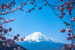 Japanese Hd Mount Fuji And Sakura Blossoms Wallpaper