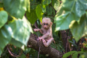 Japanese Macaque Baby Monkey Wallpaper