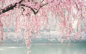 Japanese Pink Blossom Lake Wallpaper