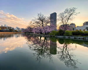 Japanese Sakura And City Skyline Wallpaper