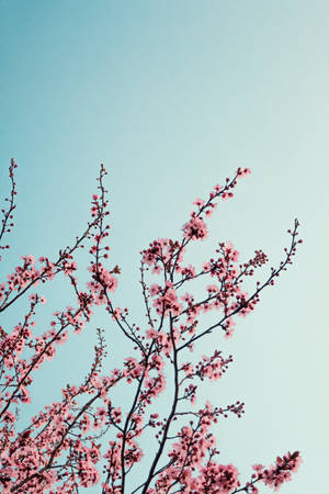Japanese Sakura Reaching The Sky Wallpaper