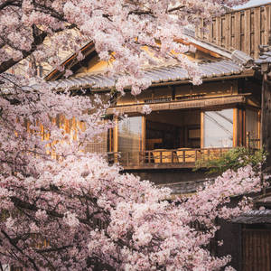 Japanese Sakura With Traditional House Wallpaper