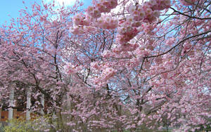 Japanese Spring Flowers Garden Wallpaper