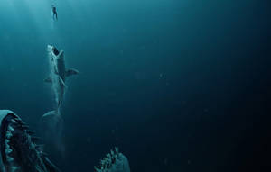 Jaws Megalodon Shark Wallpaper