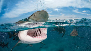 Jaws Shark Open Mouth Wallpaper
