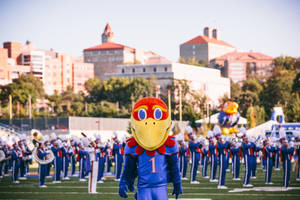 Jayhawk Mascot University Of Kansas Wallpaper