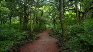 Jeju Island Bijarim Forest Wallpaper