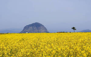 Jeju Island Canola Flower Field Wallpaper
