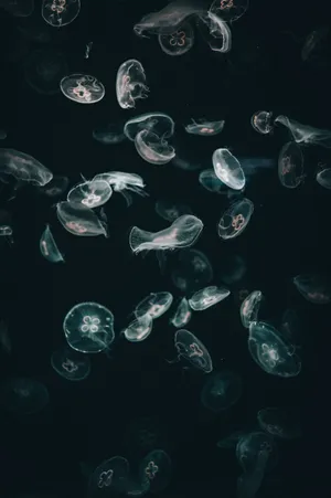 Jellyfish Iphone Dark Wallpaper