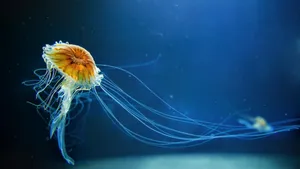Jellyfish Professional Desktop Wallpaper