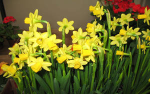 Jonquilla Narcissus Flower Wallpaper