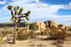 Joshua Tree National Park Dry Rocks Trees Wallpaper