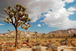 Joshua Tree National Park Dry Scenery Wallpaper