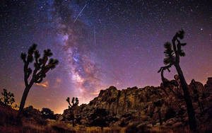 Joshua Tree National Park Purplish Night Sky Wallpaper