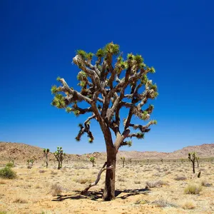 Joshua Tree National Park Single Tree Wallpaper