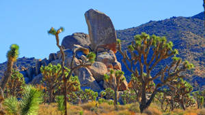 Joshua Tree National Park Tall Rocks Wallpaper