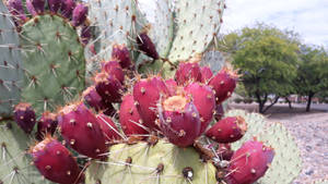 Juicy Scarlet Prickly Pear Wallpaper