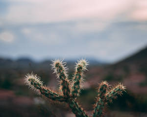 Jumping Cholla Plant With Sharp Thorns Wallpaper