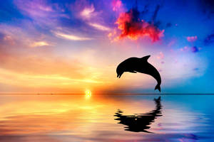 Jumping Dolphin Silhouette Wallpaper