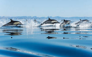 Jumping Dolphins Spray Water Wallpaper