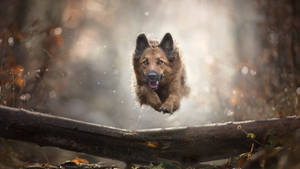 Jumping German Shepherd Dog Wallpaper