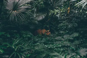 Jungle Triceratops Dinosaur Wallpaper