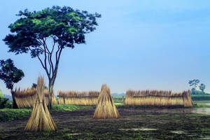 Jute Farming In The Heartland Of Africa Wallpaper