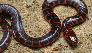 Juvenile Mud Snake In Natural Habitat Wallpaper