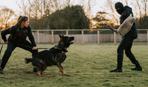 K9 Training Session Outdoors Wallpaper