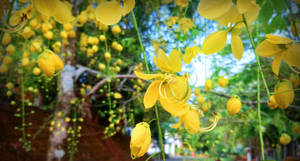 Kanikonna Flowers Snapshot Vishu Wallpaper