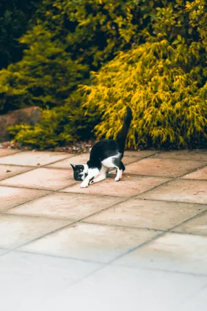 Kawaii Black And White Cat Laying Head Wallpaper