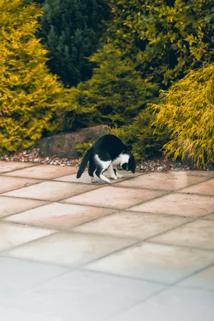 Kawaii Black And White Cat Playing Wallpaper