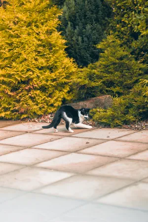Kawaii Cat About To Pounce Wallpaper