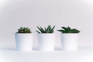 Keep Things Green On Your Laptop With This Plant Aesthetic Wallpaper Wallpaper