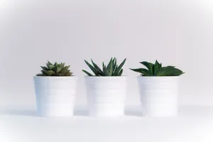 Keep Things Green On Your Laptop With This Plant Aesthetic Wallpaper Wallpaper