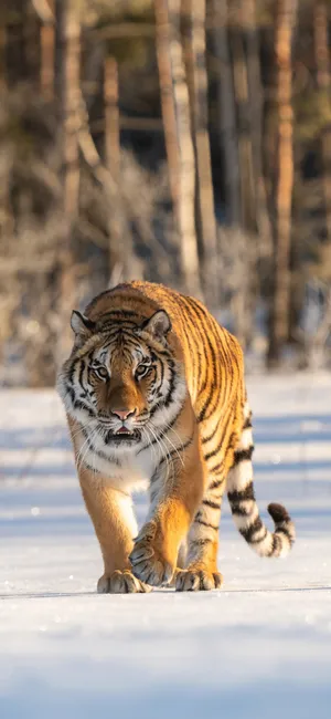 Keep Your Calls Wild With The Tiger Phone Wallpaper