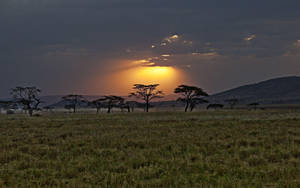 Kenya Safari Nature Reserve Wallpaper