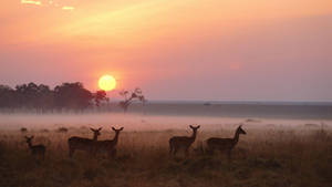 Kenya Savanna Nature Park Wallpaper