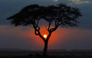 Kenya Umbrella Tree At Sunset Wallpaper